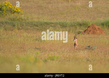 Wild Chinkara (Gazella bennettii) aka Indian Gazelle in Grasland Lebensraum um Pune, Maharashtra, Indien Stockfoto