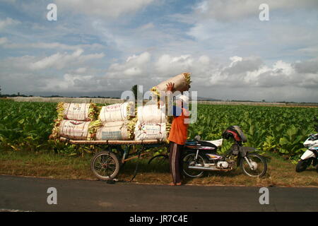 Jember, Indonesien. 4. August 2017. Ein Bauer hält während der Erntezeit auf der Plantage in Jember, Indonesien, am 4. August 2017 Tabakblätter. Indonesien gehört zu der weltweit am schnellsten wachsenden Markt für Tabakerzeugnisse, teilweise durch billige Preise für Zigaretten in dem Land mit einer Bevölkerung von mehr als 250 Millionen. Zwei Drittel der indonesischen Männer sind Raucher. Bildnachweis: Kurniawan/Xinhua/Alamy Live-Nachrichten Stockfoto