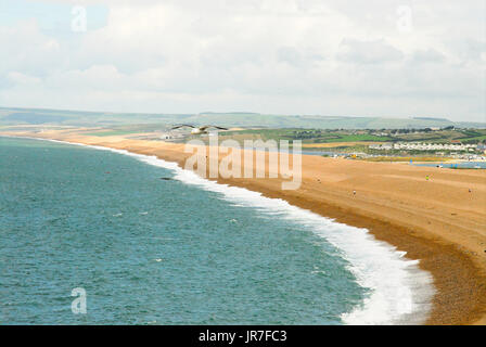 Chesil Beach, Dorset. 4. August 2017. UK-Wetter: Eine Möwe schwebt über Chesil Beach auf Portand, an einem Tag sonnig in Dorset Credit: Stuart Fretwell/Alamy Live-Nachrichten Stockfoto