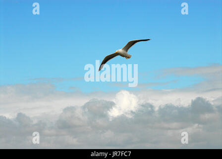 Chesil Beach, Dorset. 4. August 2017. UK-Wetter: Eine Möwe schwebt vor eine Mischung aus Wolken und blauer Himmel an einem sonnigen Abschnitten für die Isle of Portland Credit: Stuart Fretwell/Alamy Live-Nachrichten Stockfoto
