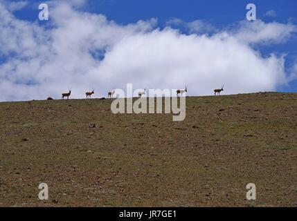 Lhasa, China Tibet autonome Region. 10. Juli 2017. Foto aufgenommen am 10. Juli 2017 zeigt tibetischen Antilopen in Nagqu, Südwest-China Tibet autonome Region, 10. Juli 2017. China begann seine zweite wissenschaftliche Expedition zum Qinghai-Tibet-Plateau Juni dieses Jahres, Veränderungen im Klima, Biodiversität und Umwelt in den letzten Jahrzehnten zu studieren. Die letzte Expedition von ähnlicher Größenordnung wurde in den 1970er Jahren durchgeführt. Bildnachweis: Liu Dongjun/Xinhua/Alamy Live-Nachrichten Stockfoto