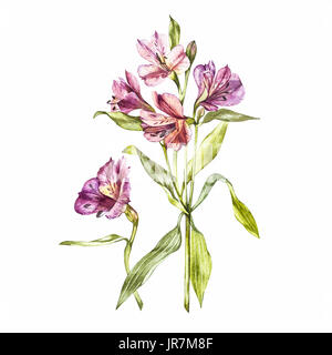 Abbildung in Aquarell einer Alstroemeria Blume Blüte. Floral-Karte mit Blumen. Botanische Illustration. Stockfoto