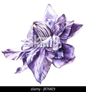 Abbildung in Aquarell von einer Clematis Blume Blüte. Floral Karte mit Blumen. Botanische Illustration Stockfoto