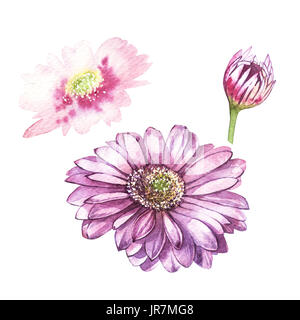 Abbildung in Aquarell von Gerbera Blume. Floral Karte mit Blumen. Botanische Illustration Stockfoto