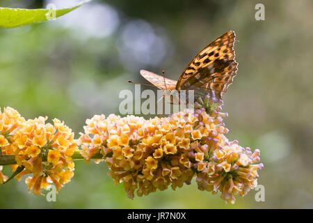 Silber gewaschenen Fritillary Butterfly, Argynnis Paphia, Fütterung auf die kugelige Blütenköpfchen winterharte Hybriden Strauch, X weyeriana Buddleja 'Sungold' Stockfoto