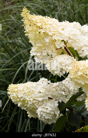 Blume Rispen des späten Sommers blühen, cremige weiße winterhart Hortensie, Hydrangea Paniculata 'Vanille-Fraise' Stockfoto