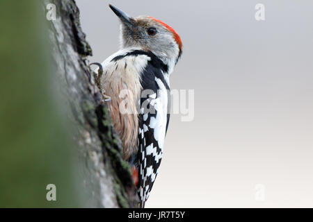 Middle Spotted Woodpecker (Dendrocopos Medius). Russland, Rjasan (Ryazanskaya Oblast), Bezirk Pronsky, Denisovo. Stockfoto