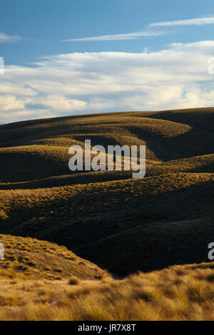 Grasbüschel auf Hügeln neben der Pigroot Autobahn, Maniototo, Südinsel, Neuseeland Stockfoto