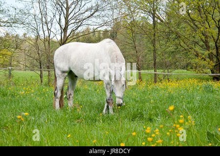 weißes Pferd in Wiese mit vielen Blumen Weiden Stockfoto