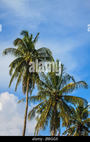 Kokosnüsse auf die Palme im sonnigen blauen Himmel Stockfoto