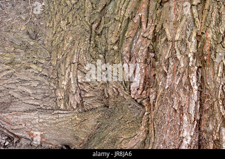 Aging willow Tree Bark Textur Hintergrund Stockfoto