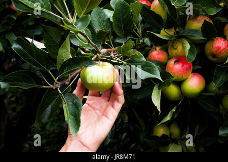 Nahaufnahme einer kaukasischen mittleren gealterten Womans Hand Annäherung an um einen roten Apfel Apfelbaum zu wählen, gibt es Blätter von dem Baum und ca. 8 andere ein Stockfoto