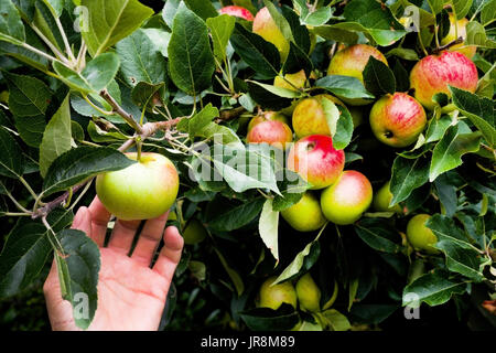 Nahaufnahme einer kaukasischen mittleren gealterten Womans Hand Annäherung an um einen roten Apfel Apfelbaum zu wählen, gibt es Blätter von dem Baum und ca. 8 andere ein Stockfoto