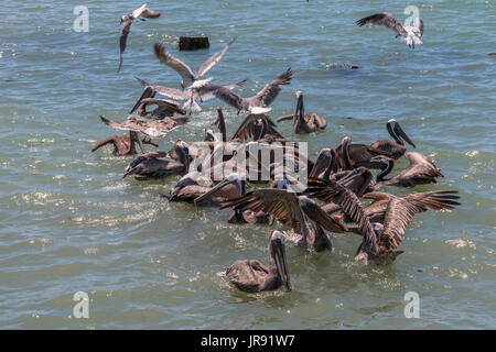 Großen Schwarm Pelikane und Möwe kämpfen für Essen Stockfoto