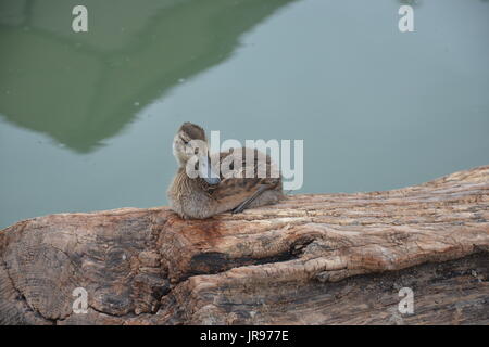 Stockenten sitzen auf einem in einem Teich Stockfoto