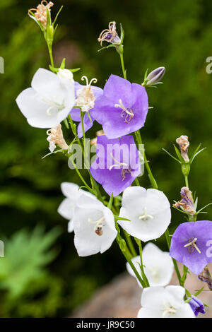 Pfirsich-leaved Glockenblume (Campanula persicifolia) blau und weiss Variationen Stockfoto