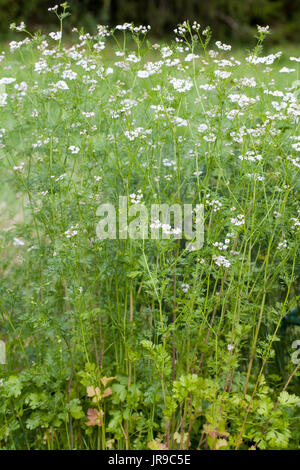Koriander (Coriandrum Sativum) Stockfoto