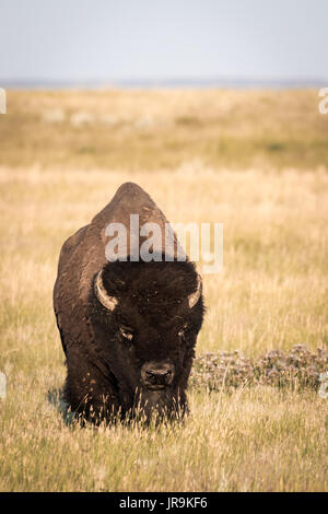 Ein einsamer Stier erwachsener Bison (Bison bison) auf dem offenen Prärien von Saskatchewan. Stockfoto