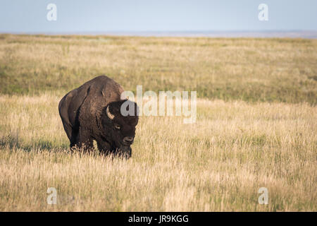 Nach Bison (Bison bison) auf dem offenen Prärien von Saskatchewan. Stockfoto