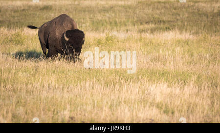 Nach Bison (Bison bison) auf die Prärien von Saskatchewan, Streichen mit seinem Schwanz. Stockfoto