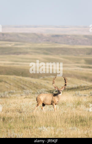 Eine ausgereifte Hirsch (Odocoileus Hemionus) Buck auf die weiten Ebenen von Grasland Nationalpark Stockfoto