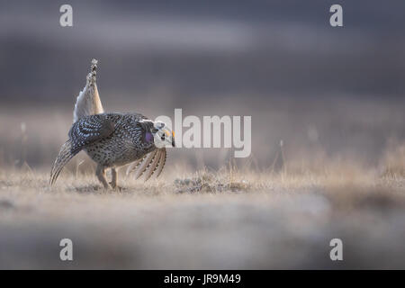 Sharp-Grouse (Tympanuchus phasianellus) Fertig auf dem Lek von einem sehr niedrigen Winkel und wunderschönen goldenen Licht zu tanzen. Stockfoto