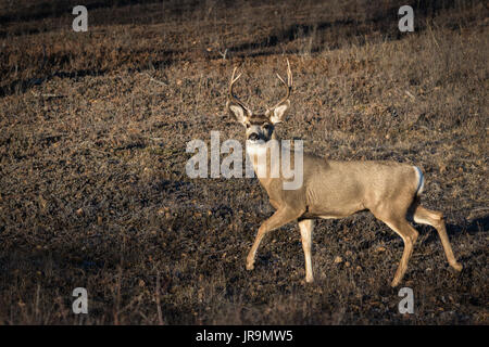 Eine ausgereifte Hirsch (Odocoileus Hemionus) Buck auf die Prärien von Saskatchewan, Kanada Stockfoto