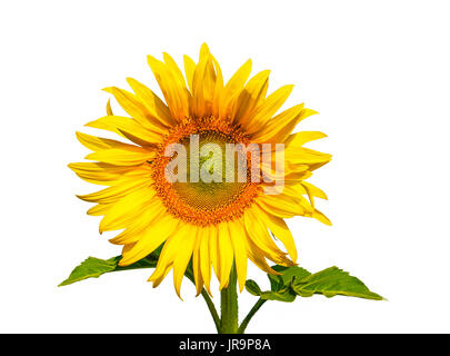 Schöne isolieren Sonnenblume auf weißem Hintergrund Stockfoto