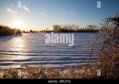 Nach einem Eissturm fallen die Bäume und Sträucher in eine Schicht aus Eis sowie diese schneebedecktes Feld Stockfoto