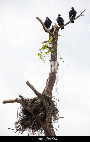 Vier schwarze Geier oberhalb ein Fischadler nisten in Ponte Vedra Beach, Florida. (USA) Stockfoto