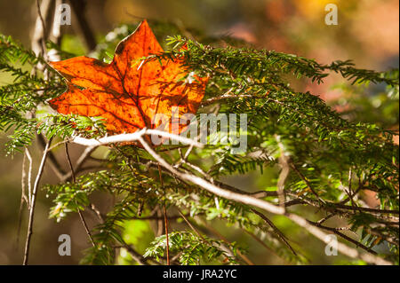 Lebendige Herbstblatt ruht auf einem immergrünen Zweig in den Blue Ridge Mountains im Vogel State Park in der Nähe von Blairsville. (USA) Stockfoto