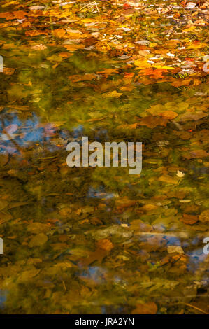 Gefallene Herbstlaub und aus dem Wasser entlang der Küste von einem Bergsee im Vogel State Park in Blairsville, Georgia. (USA) Stockfoto