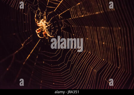 Beleuchtete entdeckt Orbweaver (Neoscona Crucifera) Spider und Web gegen einen schwarzen Nachthimmel. Stockfoto