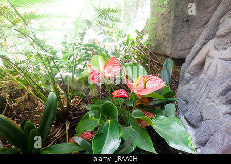 Anthurium oder flamingo Blume Blüte im tropischen Garten Stockfoto