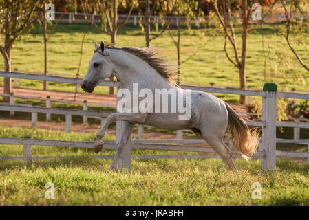 Grau Mangalarga Marchador Hengst in Brasilien Stockfoto