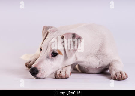 Jack Russell Terrier Welpen im Studio liegen auf Weiß Stockfoto