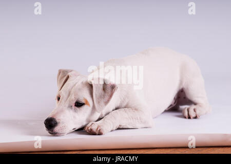 Jack Russell Terrier Welpen im Studio liegen auf Weiß Stockfoto