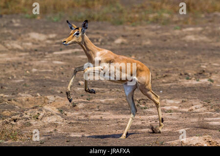 Gemeinsamen Impala im Krüger-Nationalpark, Südafrika; Specie Aepyceros Melampus Familie der Horntiere Stockfoto