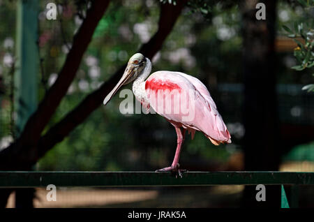 Rosalöffler in Attika Tierpark, Griechenland Stockfoto