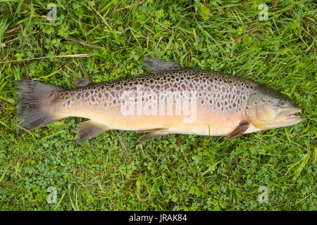 Frisch Bachforelle gefangen (5 lb20z) River Test, Hampshire, England, Vereinigtes Königreich. Stockfoto