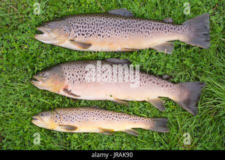 Bachforelle am Flussufer, Hampshire, England, Vereinigtes Königreich. Stockfoto