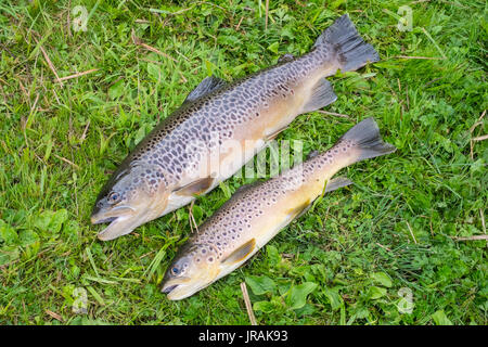 Bachforelle am Flussufer, Hampshire, England, Vereinigtes Königreich. Stockfoto