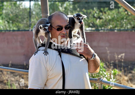 Fotograf mit lemuren auf ihn in Attika Tierpark in Griechenland Stockfoto