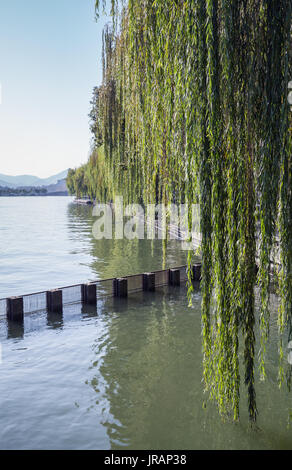 Zweige der Trauerweide wächst auf der Küste von West Lake.Popular öffentlichen Park von Hangzhou, China Stockfoto