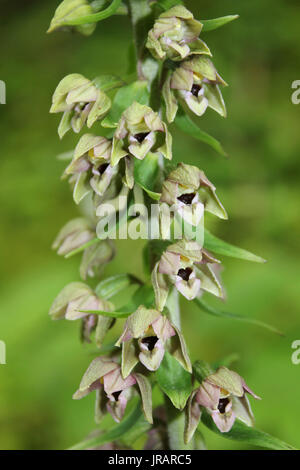 Breitblättrigen Helleborine Epipactis helleborine Stockfoto