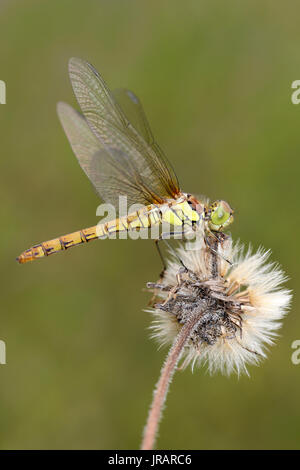 Gemeinsamen Darter, Sympetrum Striolatum weiblich Stockfoto