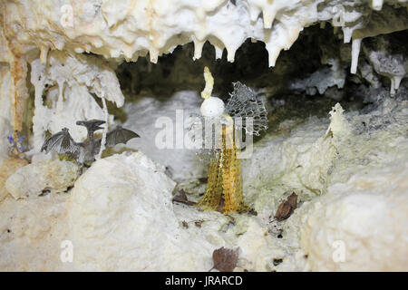 Fairy Grotte, Tropfsteinhöhle Überhang, bewaldeten Kalk Heap neben Minera Steinbruch, Wales Stockfoto