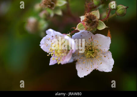 Pflanzen der Tyne Tal - Black oder Dornbusch/Rubus fruticosus Stockfoto