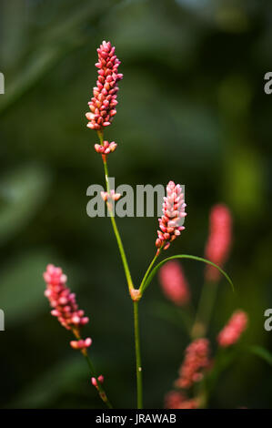Pflanzen der Tyne Tal - rotschenkel/Persicaria maculosa Stockfoto