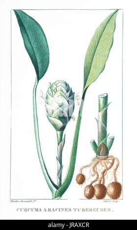 Curcuma eine Ratschings Tudereuses Gravur print Stockfoto
